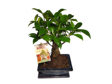 Bonsai Chinesischer Feigenbaum Ficus in dekorativer blauer Schale Zimmerpflanze