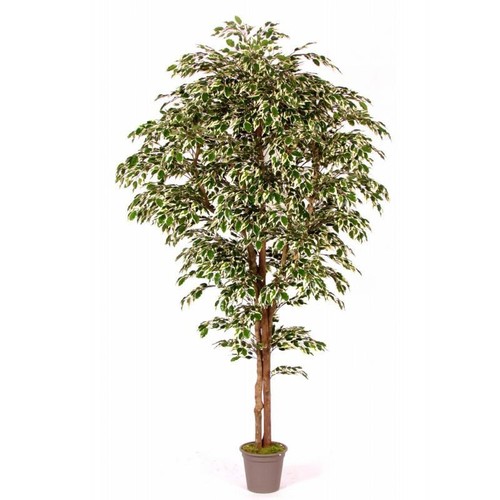 Artplants deko ficus benjamini - artplants,