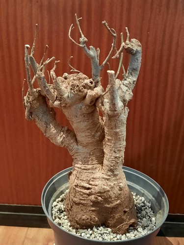 Adansonia digitata xxl - digitata, groß