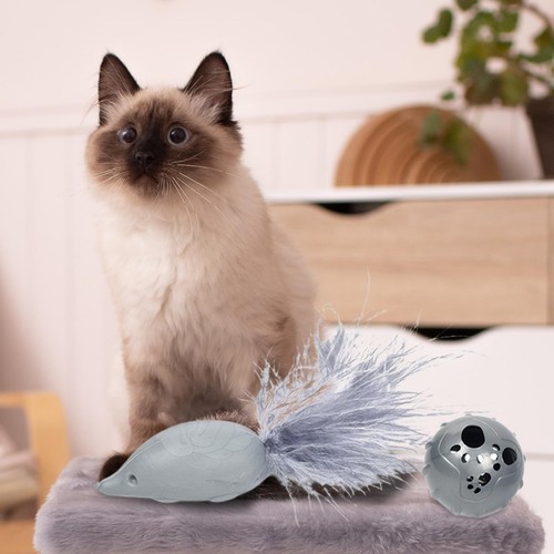 Haustier katze - haustier,