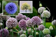 winterhart Mix Allium