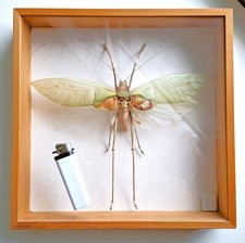 25cm Riesen Blattheuschrecke -