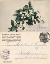 Ansichtskarte  Botanik Blumen Neophot-Naturblumen Karten Serie 574 No.81 1906