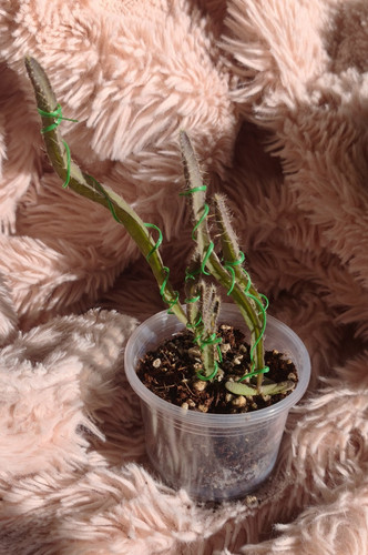 Hylocereus königin der - hylocereus,