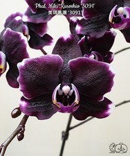 Taiwan Orchidee Phalaenopsis