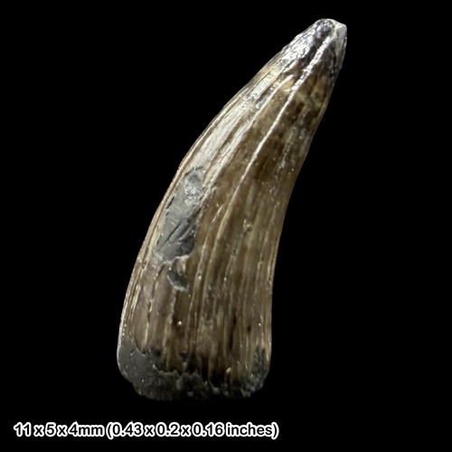 Teleosaurus krokodil zahn - teleosaurus,