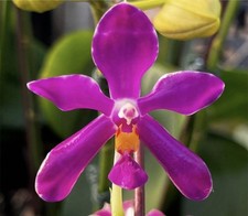 Phal pulchra sib - ×,
