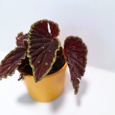 Begonia darthvaderiana –