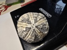  Seeigel Steinkern Ostsee Versteinerung 