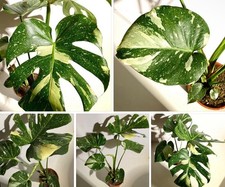 Monstera Thai Constellation