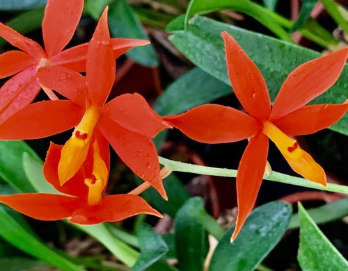 Encyclia vitelina sundown - encyclia, `sundown