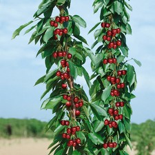 Kölle Bio Säulenkirsche