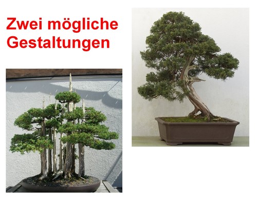 Samen bonsai - samen,