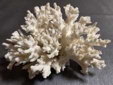 Echte Weiße Koralle 285g