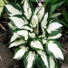 Funkie Hosta Knolle