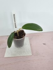 heavenly HOYA Hoya mindorensis