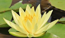 Gelbe Seerose Pflanze für die Wohnung drinnen Zimmerpflanze groß Lotus