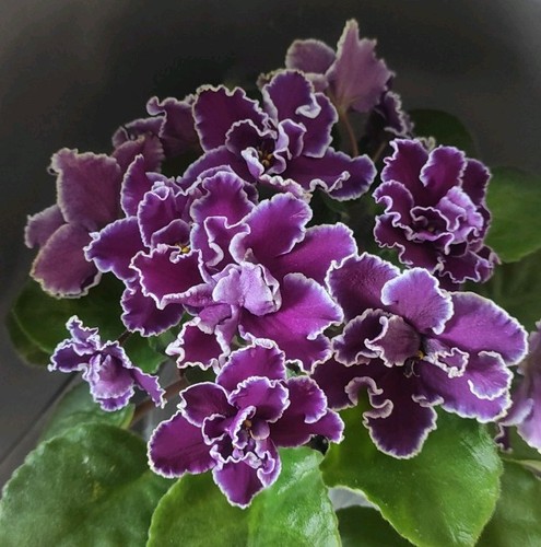 African violet saintpaulia - violet, saintpaulia/