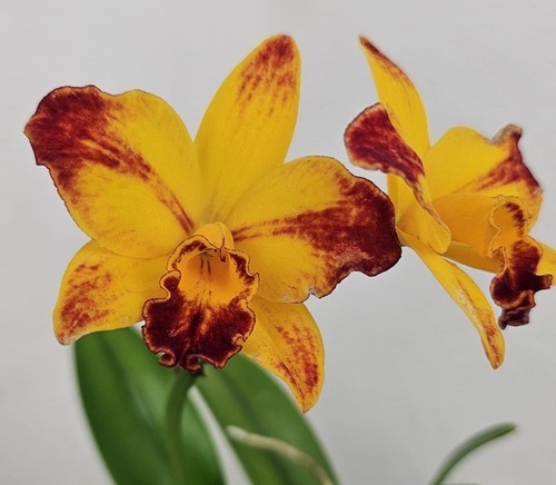 Duft orchidee cattleya - duft,