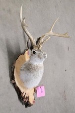New Jackalope