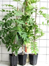 Wisteria/ Glycine , Sorte: Longissima Alba (weißblütig)