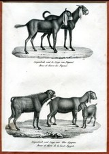 Ziegenbock und Ziege von