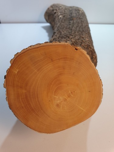 Stamm drechselholz buchsbaum - 1,