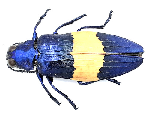Buprestidae chrysochroa - buprestidae,,