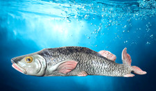 Art Nouveau Eichwald Majolika