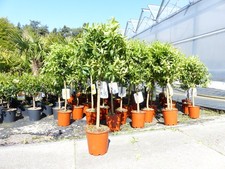 Citrus yuzu 100 120 - 100,