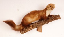 Schöner Steinmarder Beech