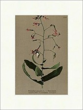 Hasenlattich Prenanthes