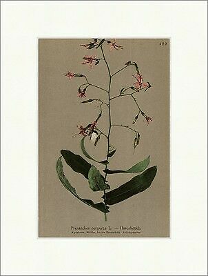 Hasenlattich prenanthes - hasenlattich,