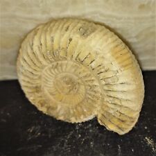 Perisphinctes Sp 5,6cm Ammonit