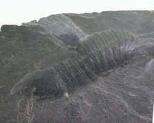 Trilobit, Homalonotus sp., Devon, Grube Mosellaschacht, Hausen b. Mayen, D-m164