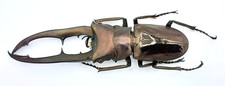 Lucanidae, Cyclommatus