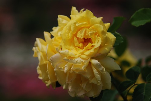 Gelbe kletterrose golden gate - gelbe,