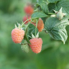 Himbeere Valentina Rubus idaeus Gelbe Herbsthimbeere Beerenstrauch 50-70cm