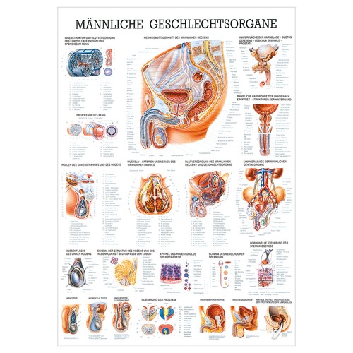 Männliche geschlechtsorgane - männliche,