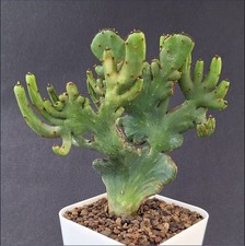 Euphorbia Leucodendron