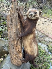 Ausgestopfter Europäischer