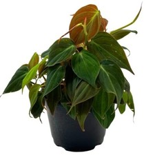 Philodendron Micans, 6 inch