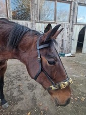 Stabiler Lederkappzaum WB