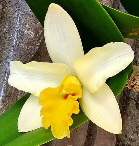Blühende cattleya orchidee - cattleya,
