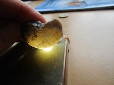 versteinerter Seeigel mit