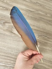25.5 cm blaue ? Papageienfeder Vogelfeder Feder Ara Schreibfeder Linkshänder