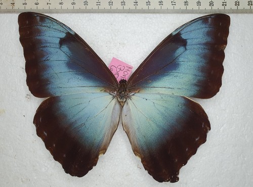 Morpho cisseis phanodemus form - cisseis,