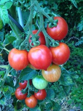 Vesuvio rote Tomate aus Italien sizilianische Lagertomate alte Sorte Heirloom