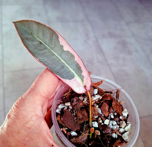 Philodendron atabapoense - philodendron,