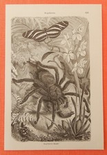Vogelspinne Theraphosidae SPINNE SPIDER Spinnen  Holzstich  1912